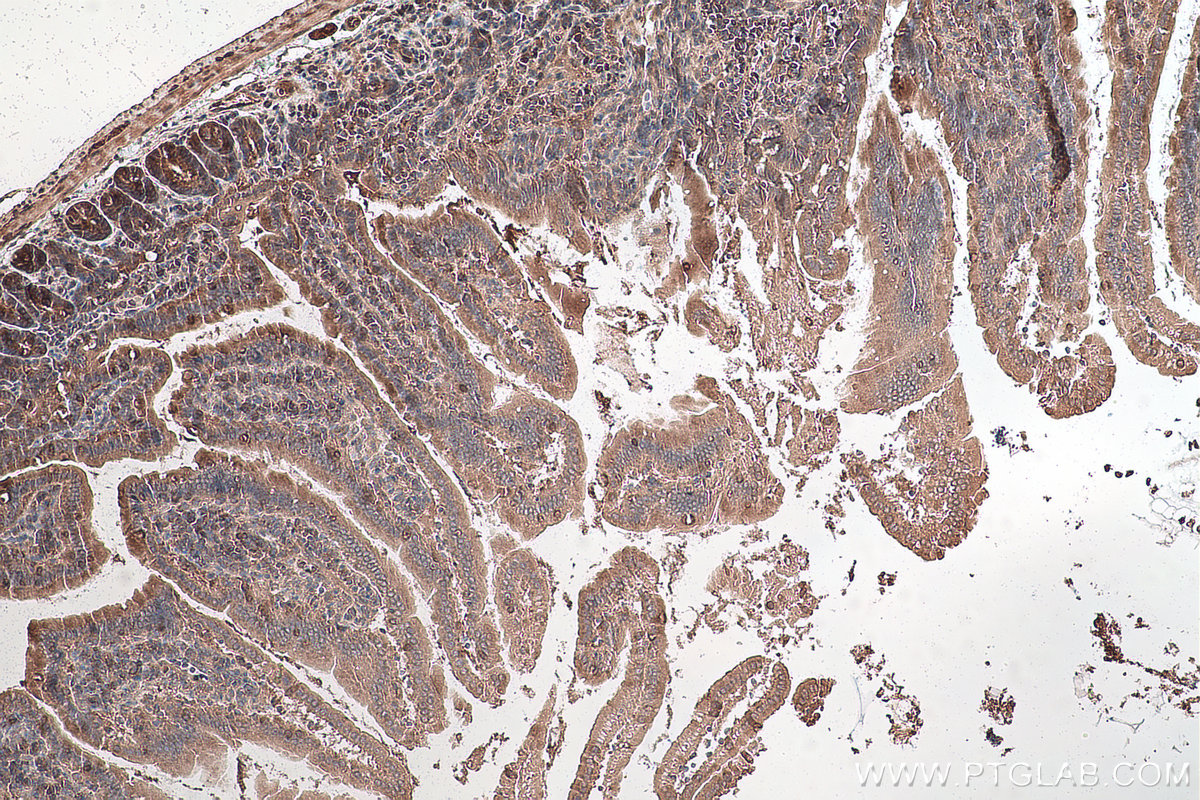 Immunohistochemical analysis of paraffin-embedded mouse small intestine tissue slide using KHC0872 (UBE2N IHC Kit).