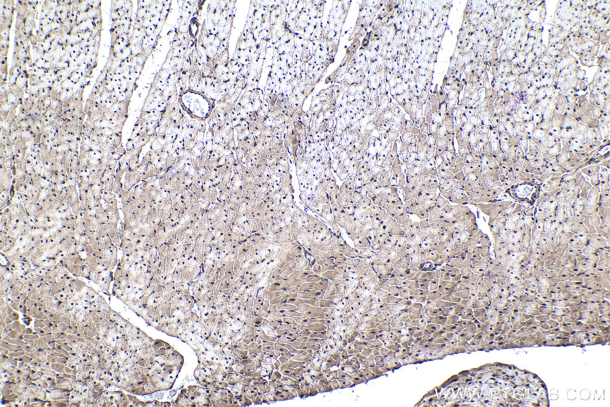 Immunohistochemical analysis of paraffin-embedded rat heart tissue slide using KHC1037 (UFD1 IHC Kit).