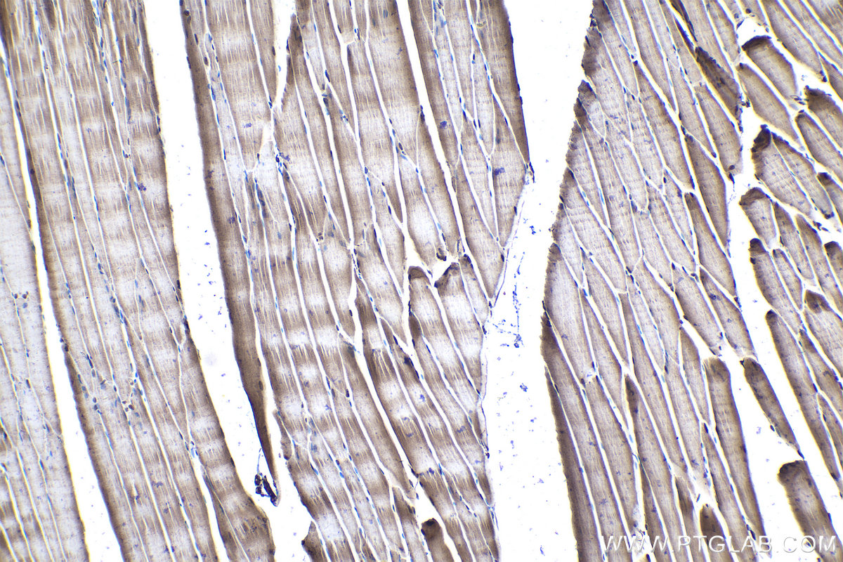 Immunohistochemical analysis of paraffin-embedded rat skeletal muscle tissue slide using KHC1037 (UFD1 IHC Kit).