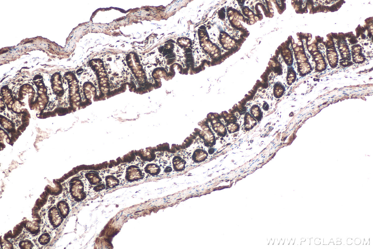 Immunohistochemical analysis of paraffin-embedded rat colon tissue slide using KHC0949 (UFM1 IHC Kit).