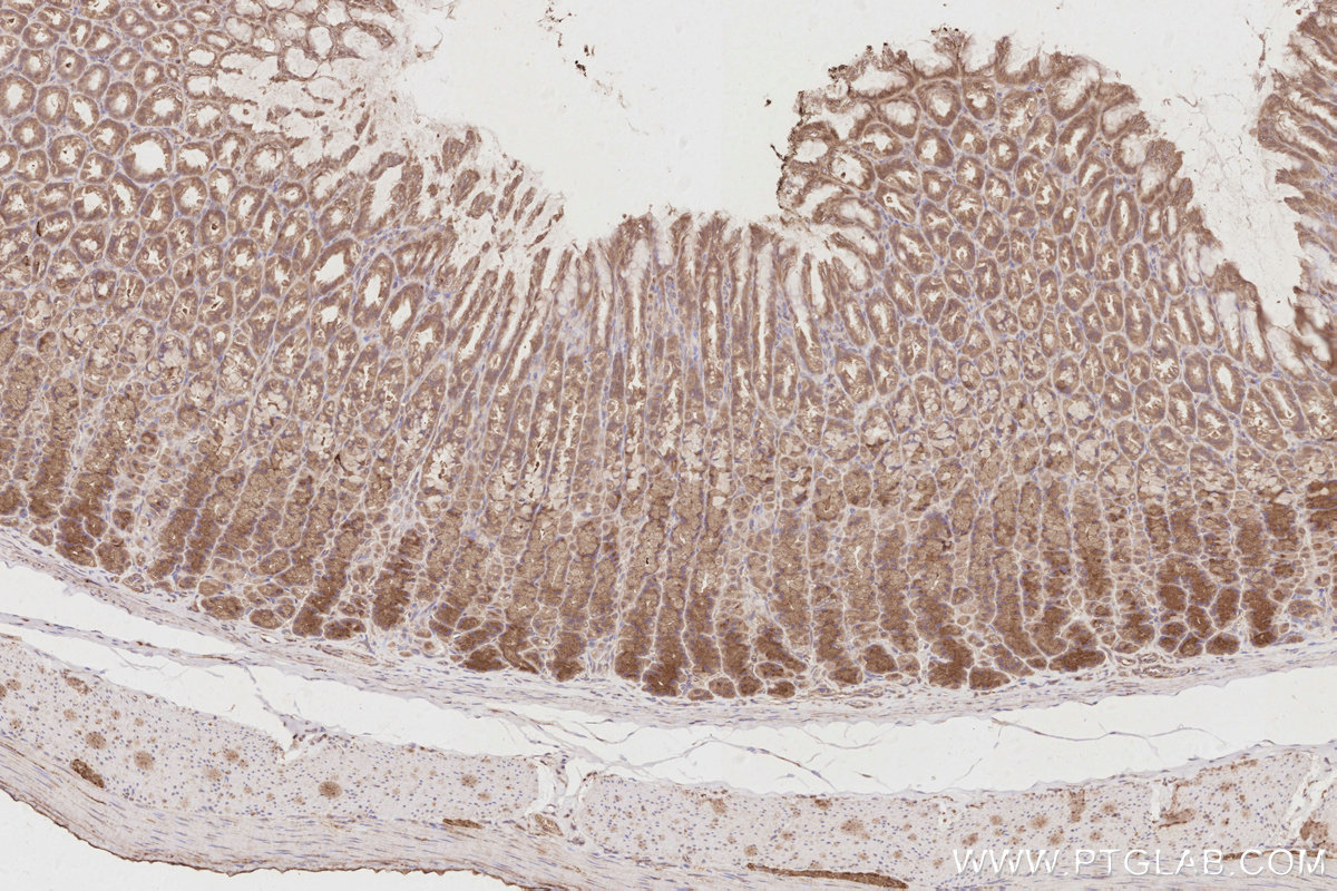 Immunohistochemical analysis of paraffin-embedded rat stomach tissue slide using KHC2913 (UNC45A IHC Kit).