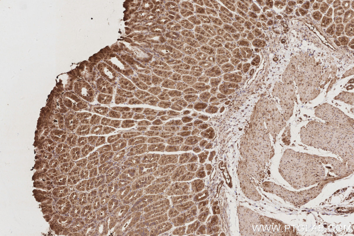 Immunohistochemical analysis of paraffin-embedded mouse stomach tissue slide using KHC2913 (UNC45A IHC Kit).