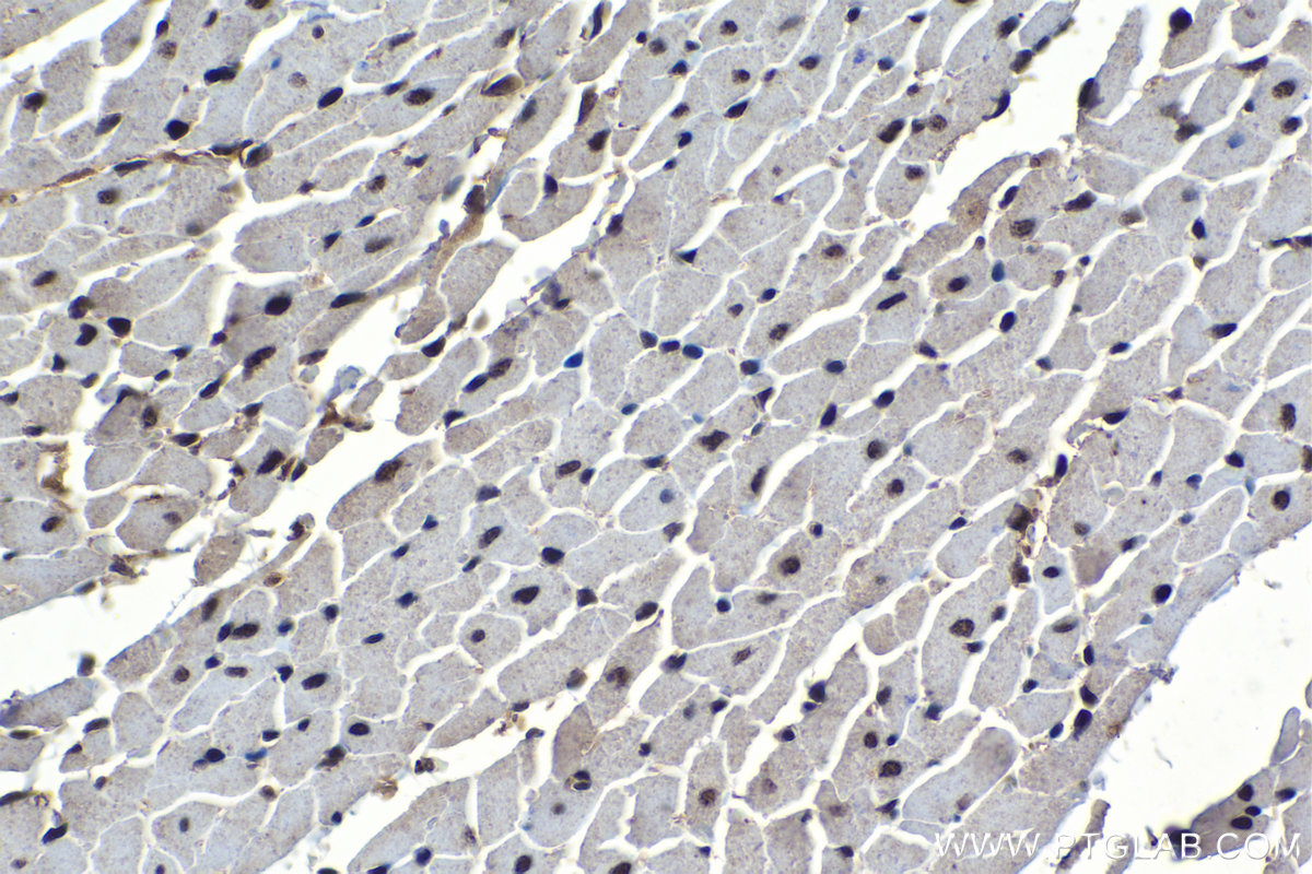 Immunohistochemical analysis of paraffin-embedded rat heart tissue slide using KHC1170 (UNG IHC Kit).