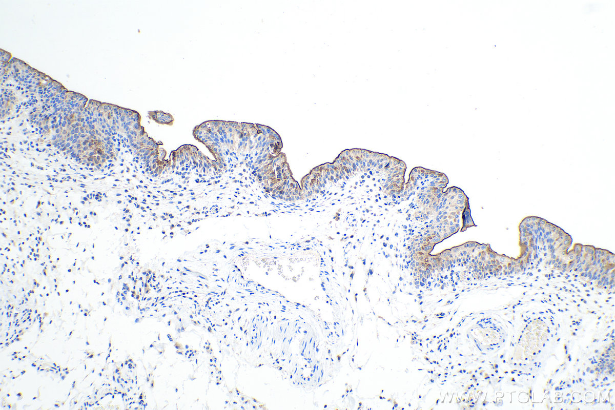 Immunohistochemical analysis of paraffin-embedded rat bladder tissue slide using KHC0199 (UPK1A IHC Kit).