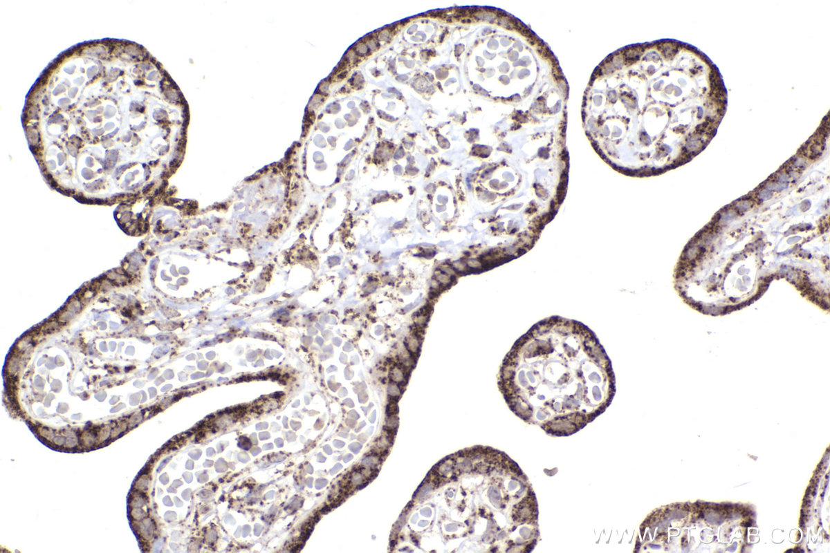 Immunohistochemical analysis of paraffin-embedded human placenta tissue slide using KHC2209 (UQCRC2 IHC Kit).