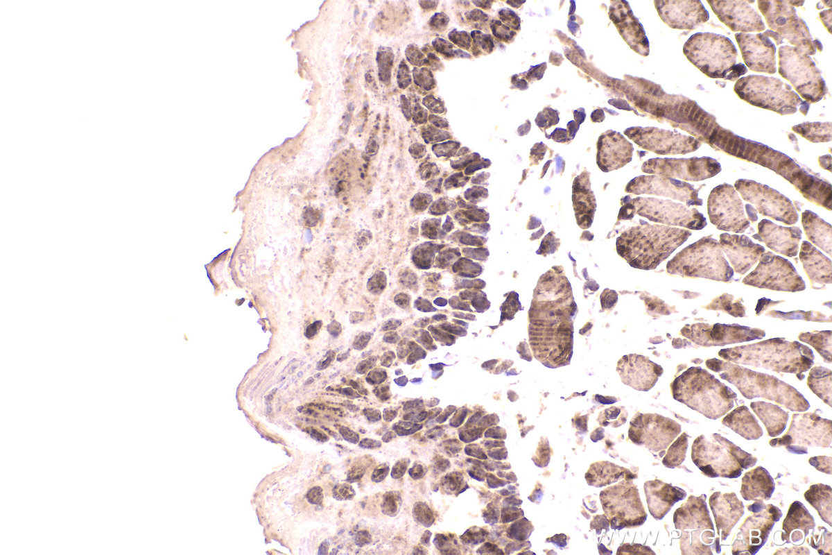 Immunohistochemical analysis of paraffin-embedded mouse tongue tissue slide using KHC2209 (UQCRC2 IHC Kit).