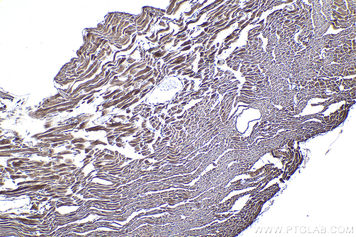 Immunohistochemical analysis of paraffin-embedded mouse heart tissue slide using KHC1374 (UQCRQ IHC Kit).