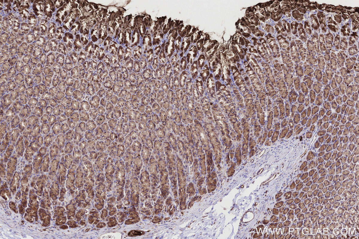 Immunohistochemical analysis of paraffin-embedded rat stomach tissue slide using KHC2714 (URG4 IHC Kit).