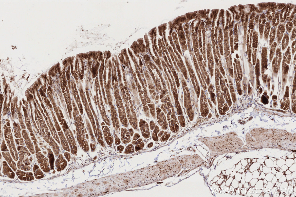 Immunohistochemical analysis of paraffin-embedded mouse stomach tissue slide using KHC2714 (URG4 IHC Kit).