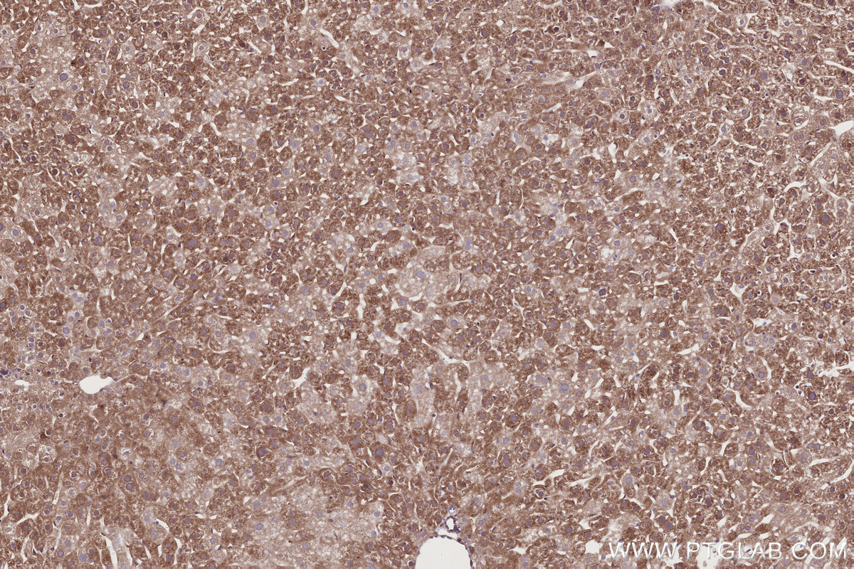 Immunohistochemical analysis of paraffin-embedded mouse liver tissue slide using KHC2714 (URG4 IHC Kit).
