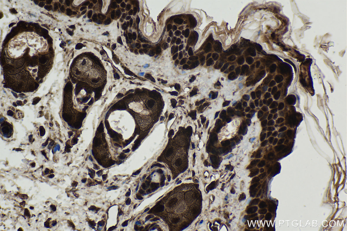 Immunohistochemical analysis of paraffin-embedded mouse skin tissue slide using KHC1770 (USH1G IHC Kit).