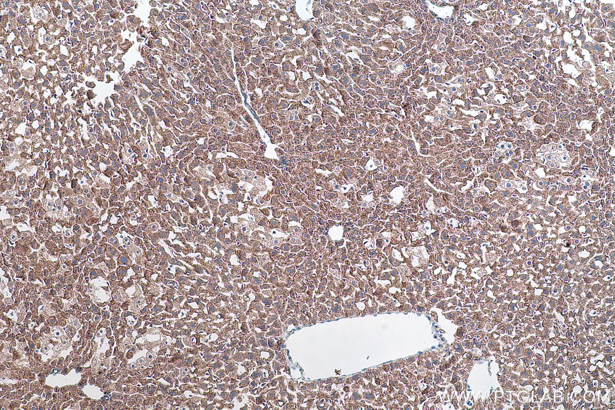 Immunohistochemical analysis of paraffin-embedded mouse liver tissue slide using KHC0884 (USO1 IHC Kit).