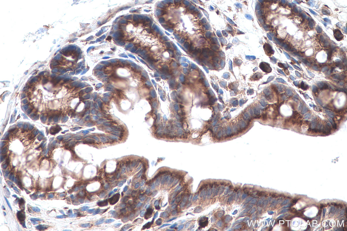 Immunohistochemical analysis of paraffin-embedded mouse colon tissue slide using KHC0884 (USO1 IHC Kit).