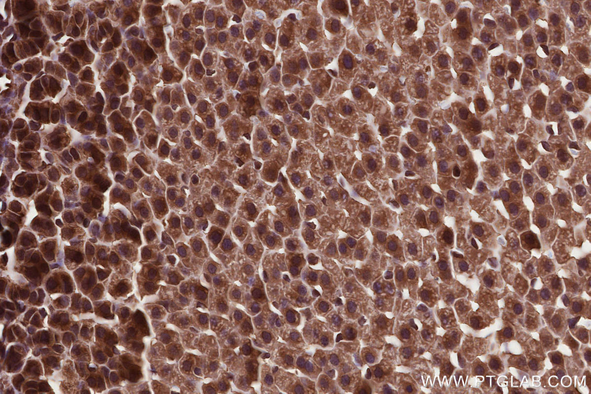 Immunohistochemical analysis of paraffin-embedded rat adrenal gland tissue slide using KHC2685 (USP38 IHC Kit).