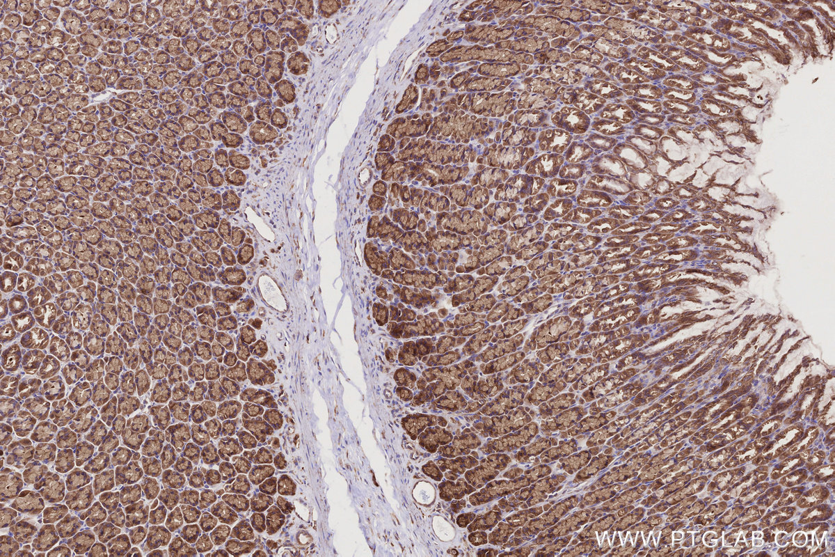 Immunohistochemical analysis of paraffin-embedded rat stomach tissue slide using KHC2770 (USP9X IHC Kit).