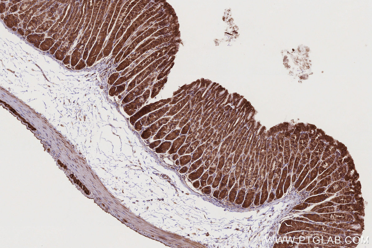 Immunohistochemical analysis of paraffin-embedded mouse stomach tissue slide using KHC2770 (USP9X IHC Kit).