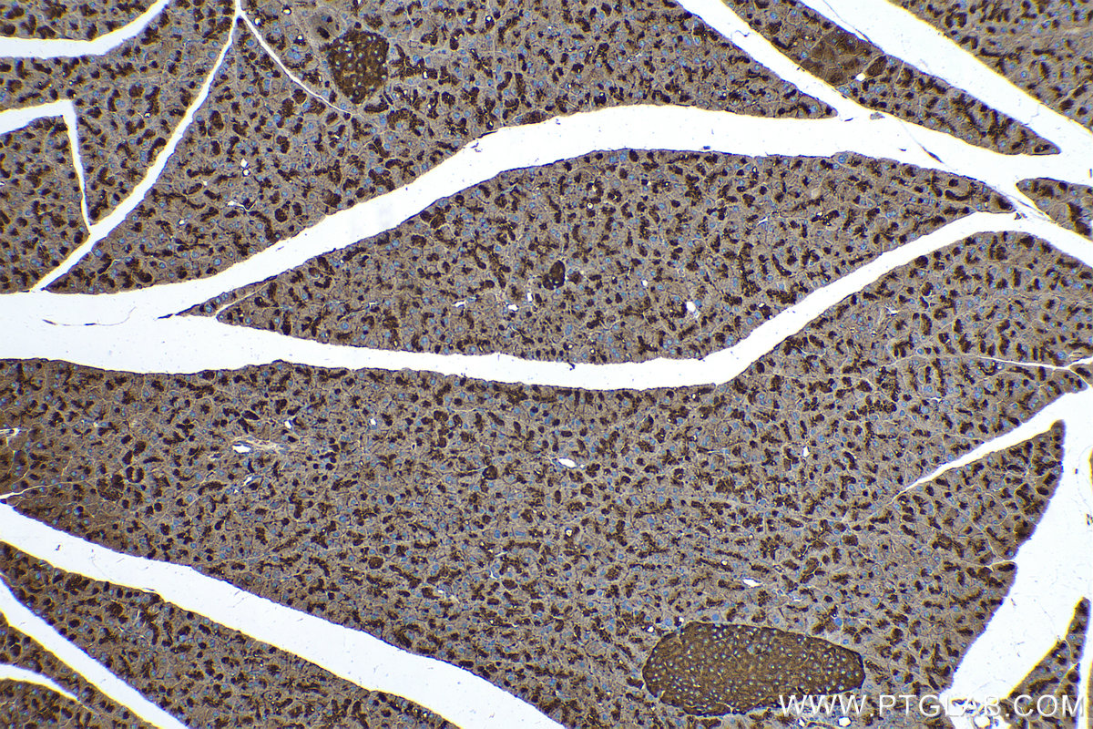 Immunohistochemical analysis of paraffin-embedded mouse pancreas tissue slide using KHC0270 (VAT1 IHC Kit).
