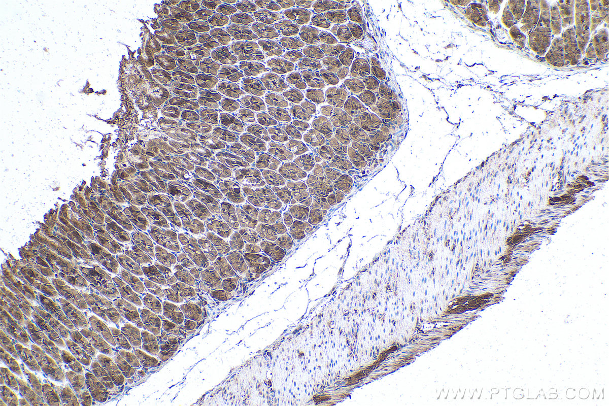 Immunohistochemical analysis of paraffin-embedded mouse stomach tissue slide using KHC0944 (VBP1 IHC Kit).