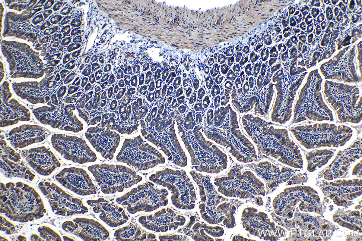 Immunohistochemical analysis of paraffin-embedded mouse small intestine tissue slide using KHC1323 (VEGFC IHC Kit).