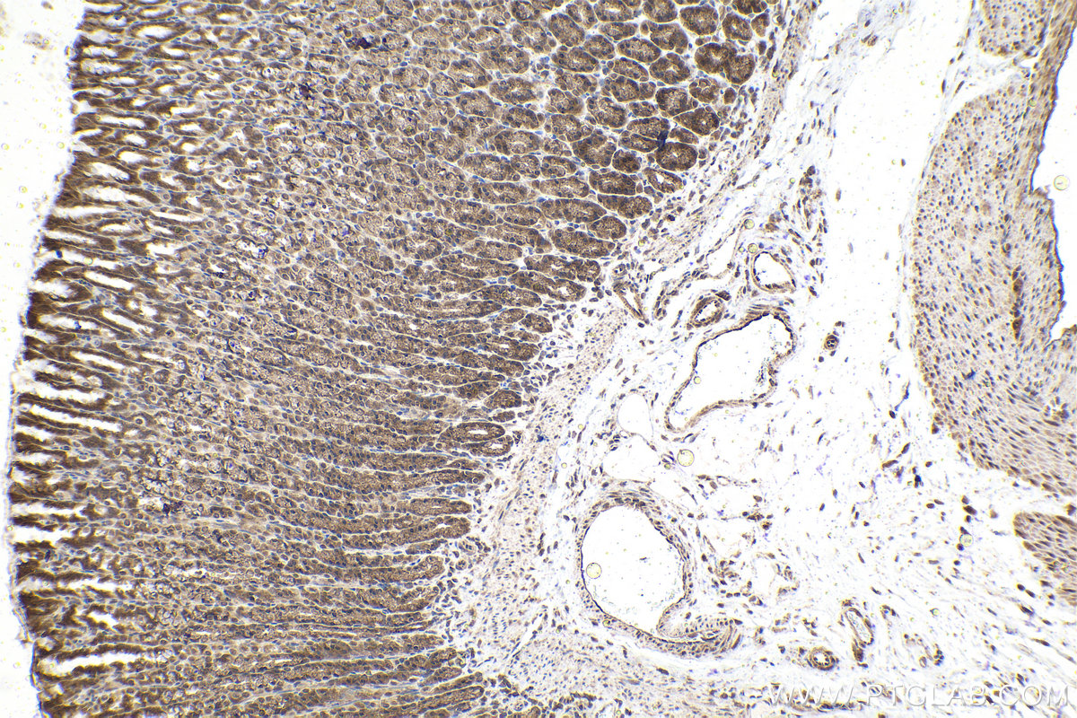 Immunohistochemical analysis of paraffin-embedded rat stomach tissue slide using KHC1592 (VHL IHC Kit).