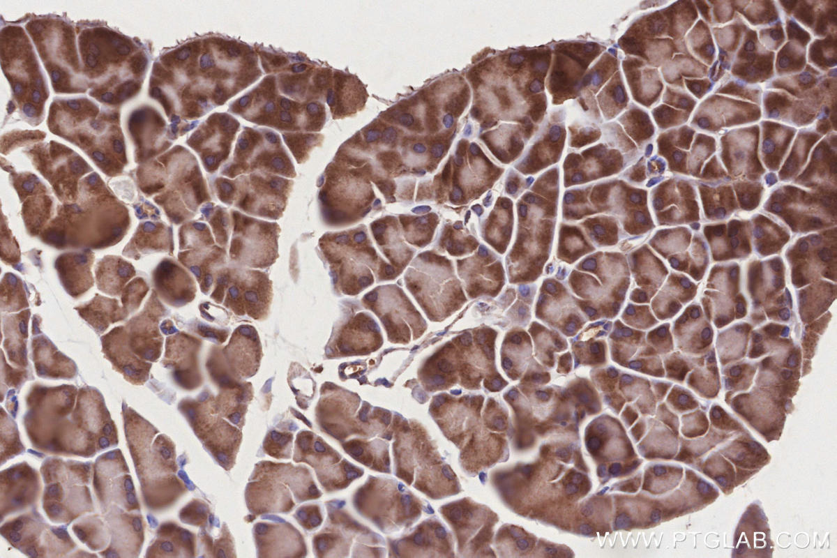 Immunohistochemical analysis of paraffin-embedded mouse pancreas tissue slide using KHC2843 (VPS15 IHC Kit).