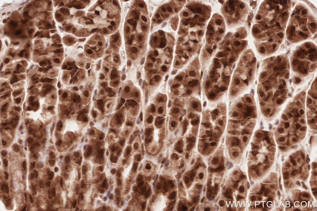 Immunohistochemical analysis of paraffin-embedded mouse stomach tissue slide using KHC2638 (VRK2 IHC Kit).