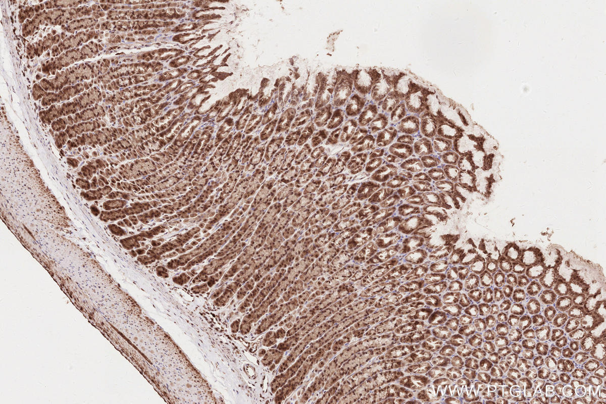 Immunohistochemical analysis of paraffin-embedded rat stomach tissue slide using KHC2638 (VRK2 IHC Kit).