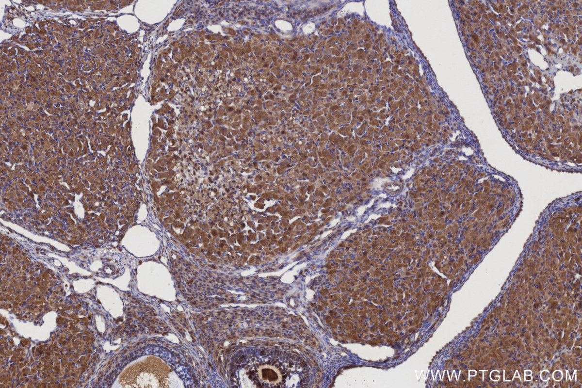 Immunohistochemical analysis of paraffin-embedded rat ovary tissue slide using KHC2921 (WDCP IHC Kit).