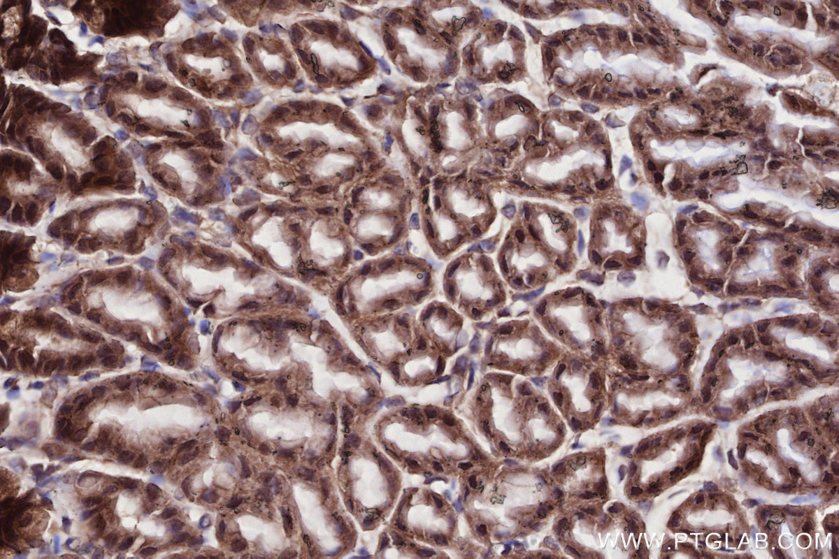 Immunohistochemical analysis of paraffin-embedded mouse stomach tissue slide using KHC2705 (WDR48 IHC Kit).