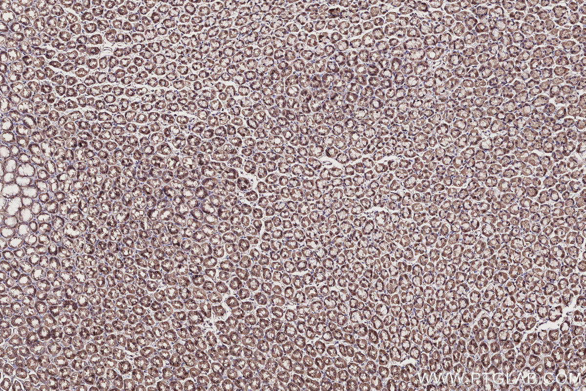 Immunohistochemical analysis of paraffin-embedded rat stomach tissue slide using KHC2705 (WDR48 IHC Kit).