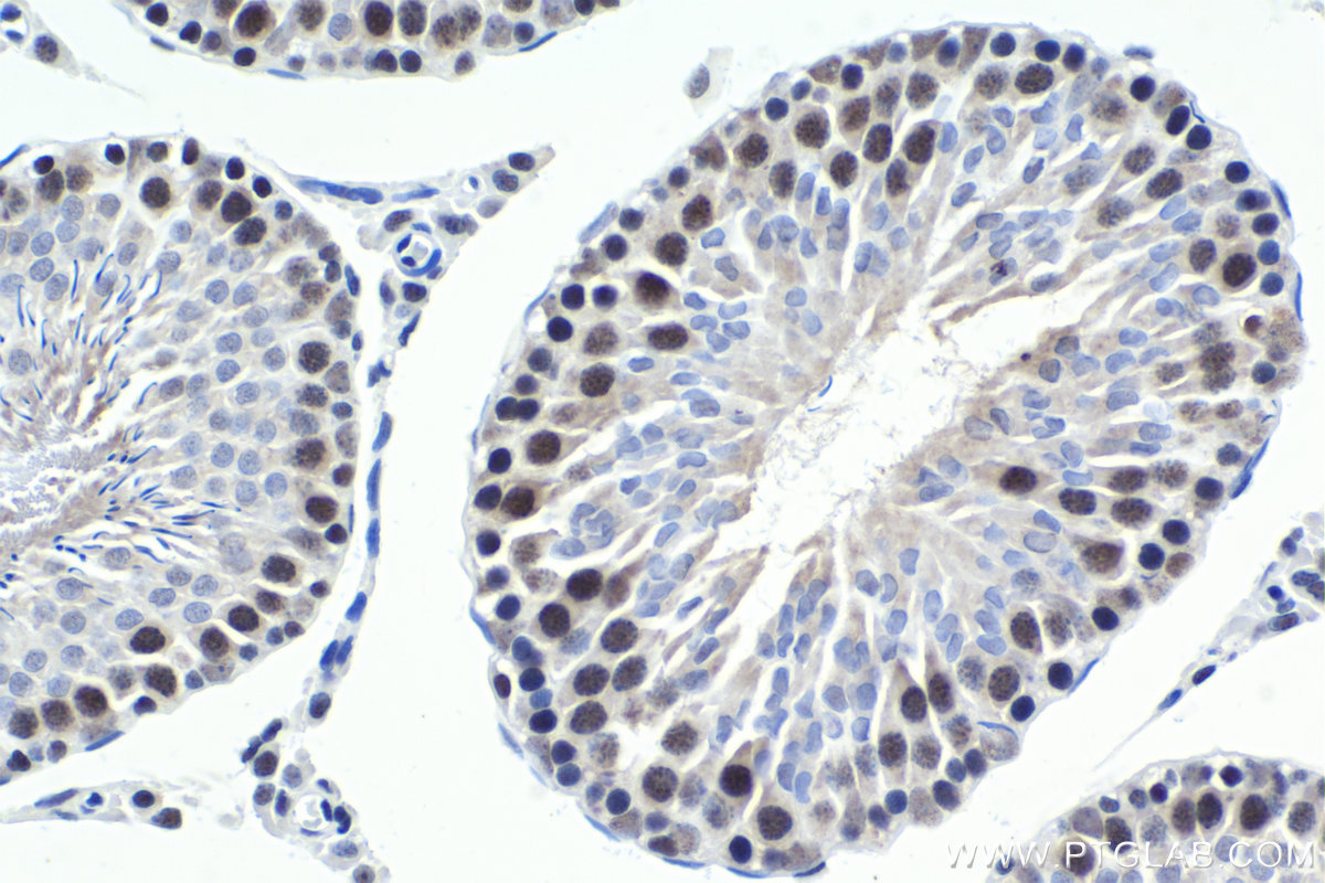 Immunohistochemical analysis of paraffin-embedded rat testis tissue slide using KHC1643 (WDR5 IHC Kit).