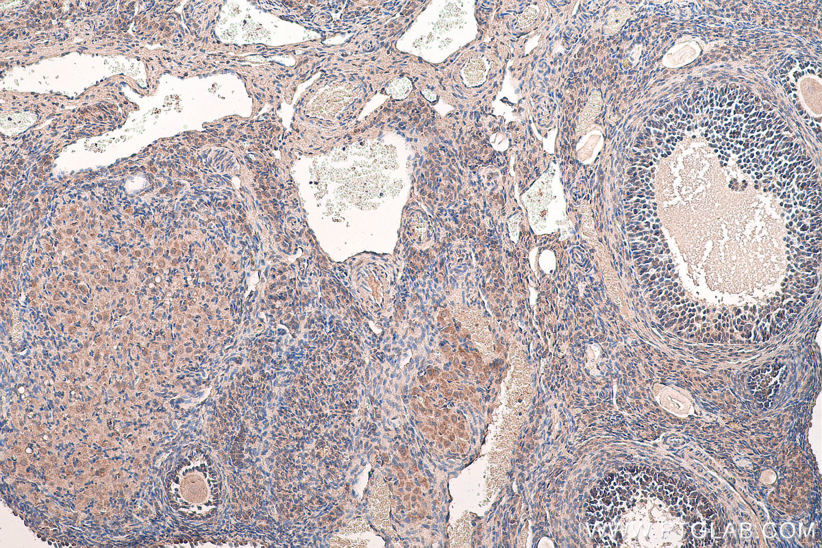 Immunohistochemical analysis of paraffin-embedded rat ovary tissue slide using KHC0651 (WWOX IHC Kit).