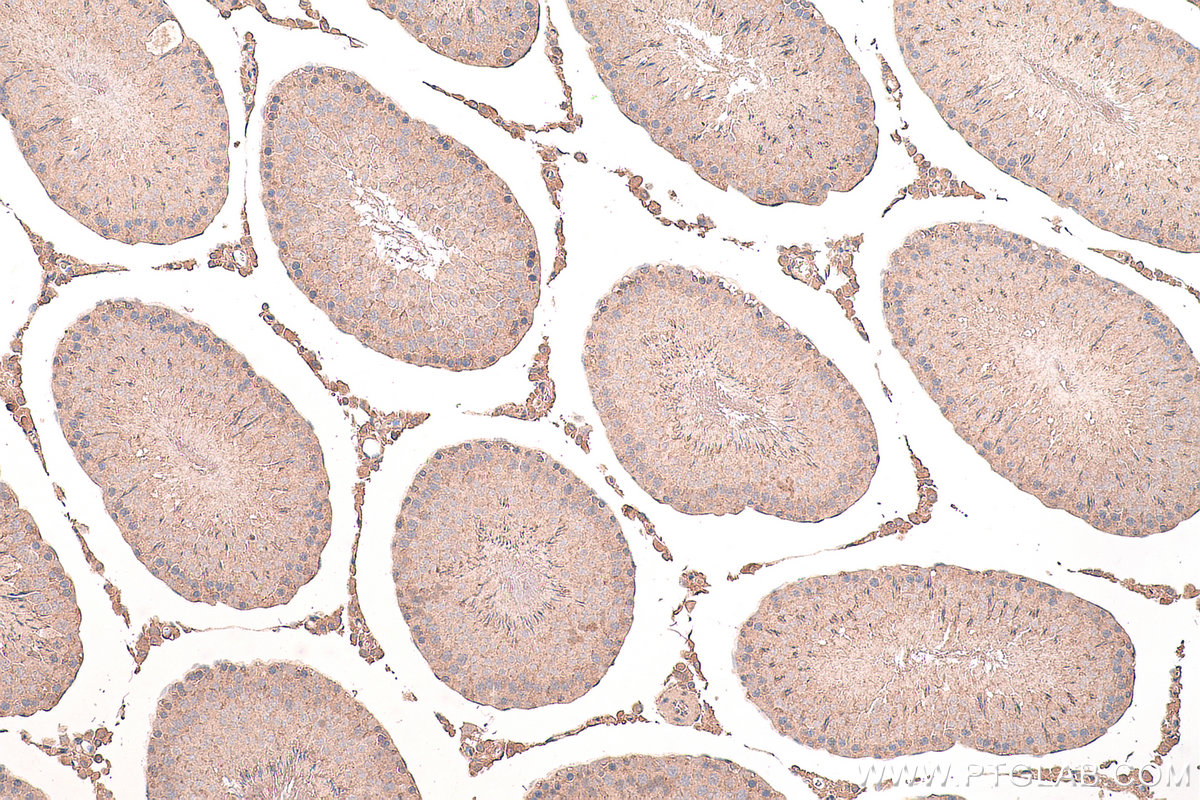 Immunohistochemical analysis of paraffin-embedded rat testis tissue slide using KHC0651 (WWOX IHC Kit).