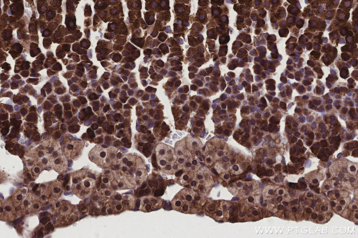 Immunohistochemical analysis of paraffin-embedded mouse adrenal gland tissue slide using KHC2927 (XPO5 IHC Kit). Immunohistochemical analysis of paraffin-embedded mouse adrenal gland tissue slide using KHC2927 (XPO5 IHC Kit).
