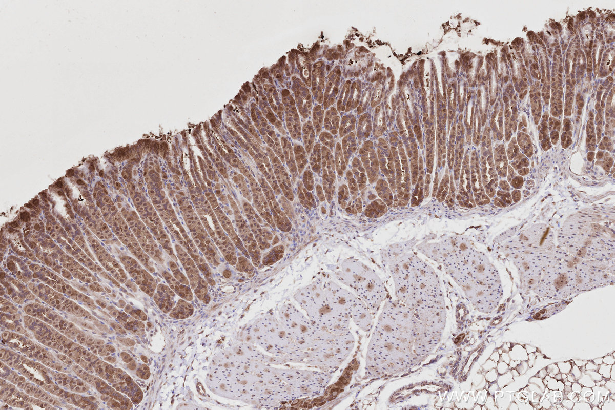 Immunohistochemical analysis of paraffin-embedded mouse stomach tissue slide using KHC2822 (XPO6 IHC Kit).