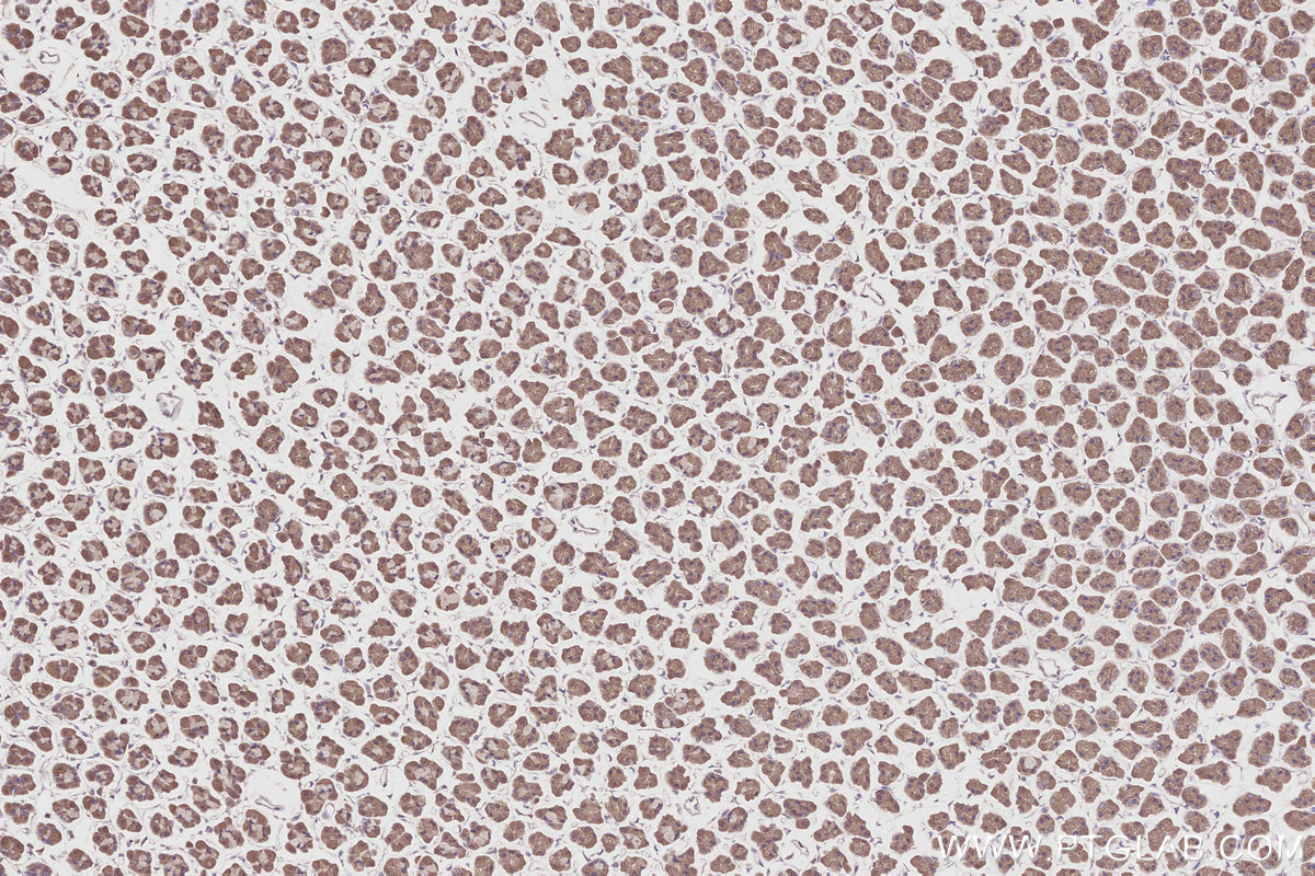 Immunohistochemical analysis of paraffin-embedded rat stomach tissue slide using KHC2822 (XPO6 IHC Kit).