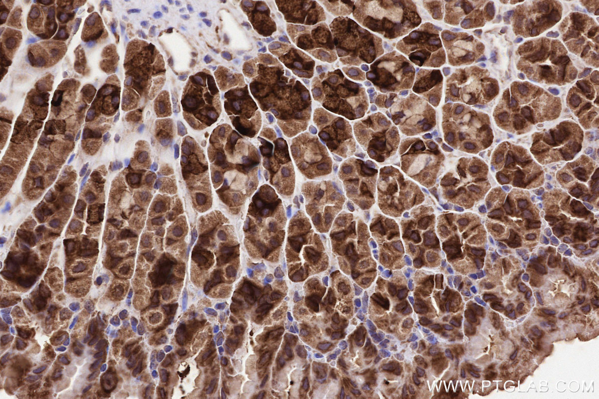 Immunohistochemical analysis of paraffin-embedded mouse stomach tissue slide using KHC3228 (YARS IHC Kit).