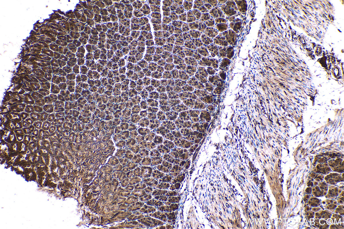 Immunohistochemical analysis of paraffin-embedded mouse stomach tissue slide using KHC0558 (YWHAE IHC Kit).