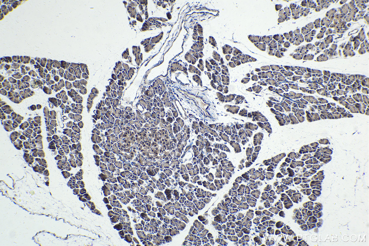 Immunohistochemical analysis of paraffin-embedded rat pancreas tissue slide using KHC1794 (ZBTB49 IHC Kit).