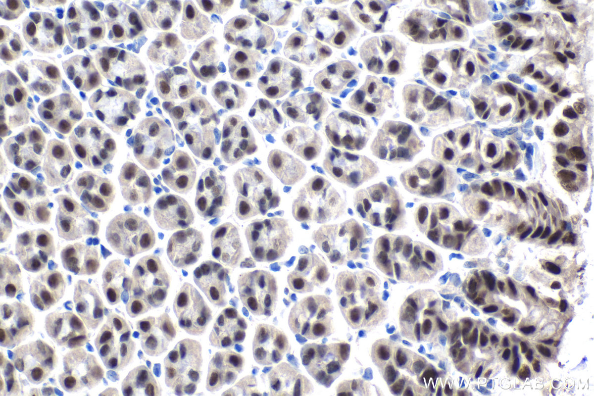 Immunohistochemical analysis of paraffin-embedded mouse stomach tissue slide using KHC1435 (ZBTB7B IHC Kit).