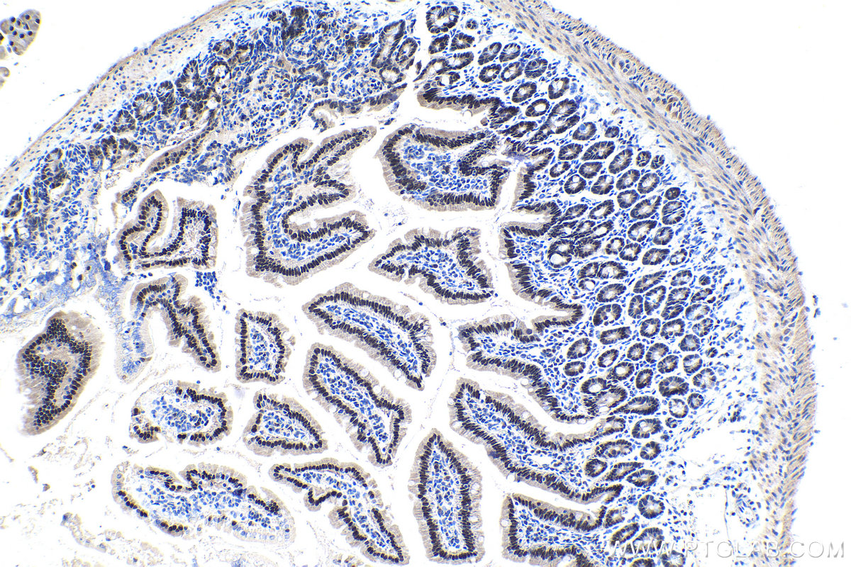 Immunohistochemical analysis of paraffin-embedded mouse small intestine tissue slide using KHC1435 (ZBTB7B IHC Kit).