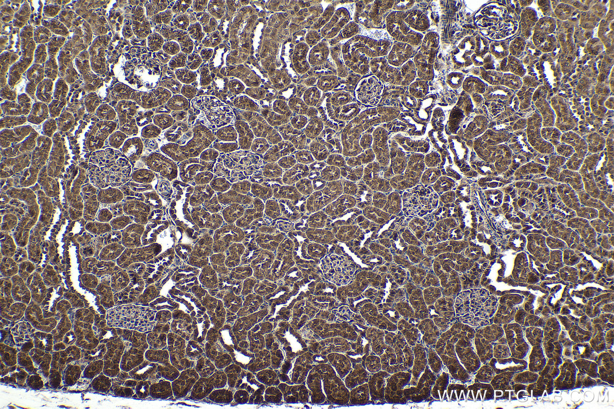 Immunohistochemical analysis of paraffin-embedded rat kidney tissue slide using KHC1774 (ZC3H12A IHC Kit).