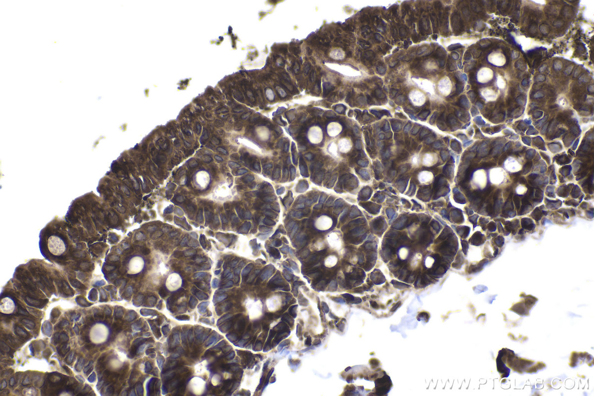 Immunohistochemical analysis of paraffin-embedded mouse intestine tissue slide using KHC2038 (ZC3H12D IHC Kit).