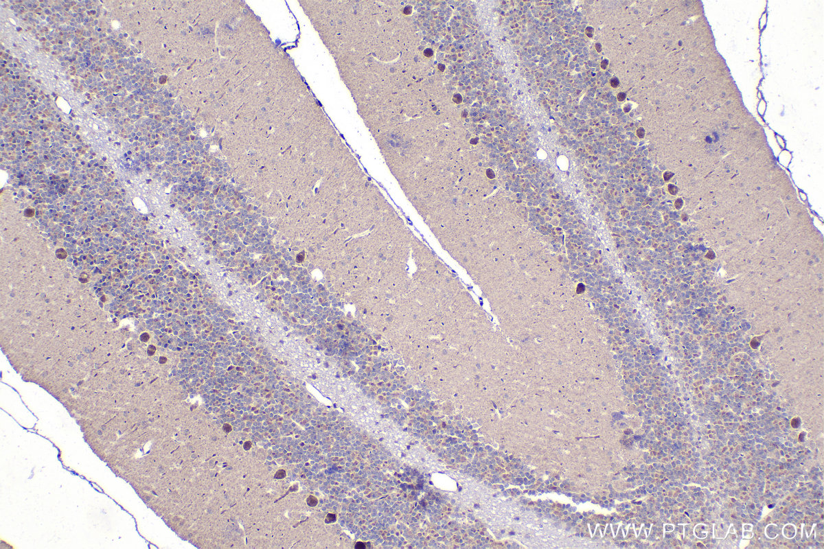 Immunohistochemical analysis of paraffin-embedded rat cerebellum tissue slide using KHC1467 (ZIC3 IHC Kit).