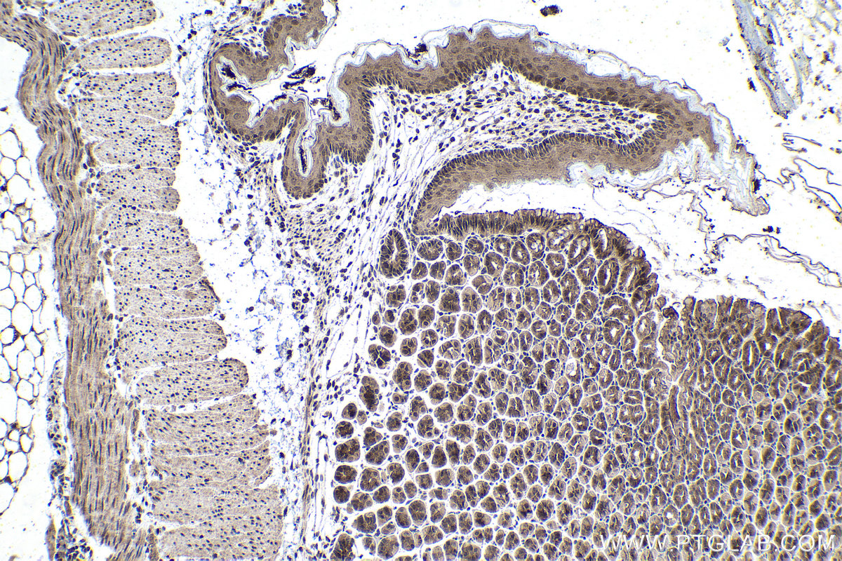 Immunohistochemical analysis of paraffin-embedded mouse stomach tissue slide using KHC1478 (ZMPSTE24 IHC Kit).