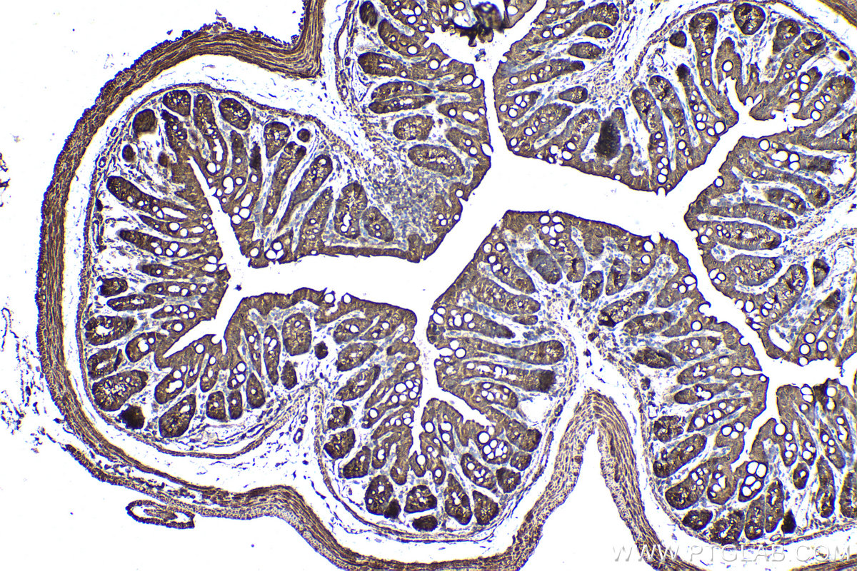 Immunohistochemical analysis of paraffin-embedded mouse colon tissue slide using KHC1472 (ZPR1 IHC Kit).