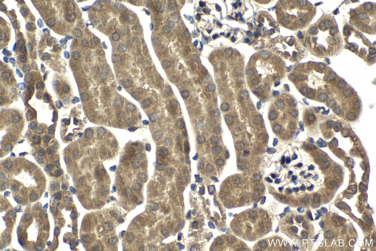 Immunohistochemical analysis of paraffin-embedded mouse kidney tissue slide using KHC2078 (ZW10 IHC Kit).