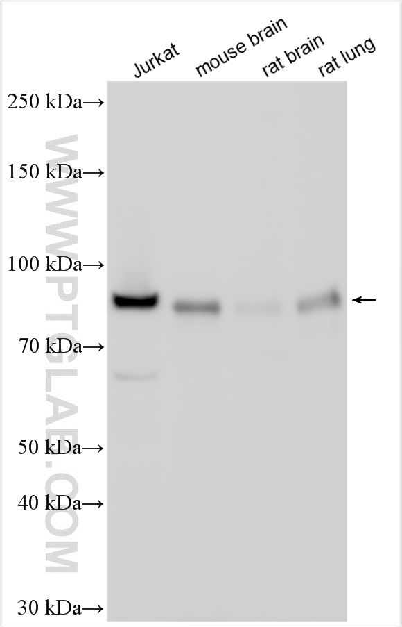 WB analysis using 15649-1-AP