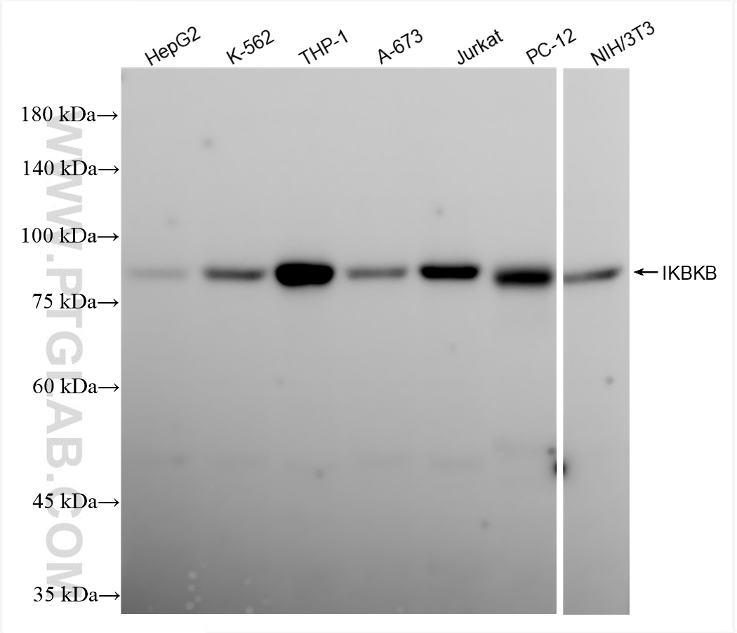 WB analysis using 81347-2-RR (same clone as 81347-2-PBS)