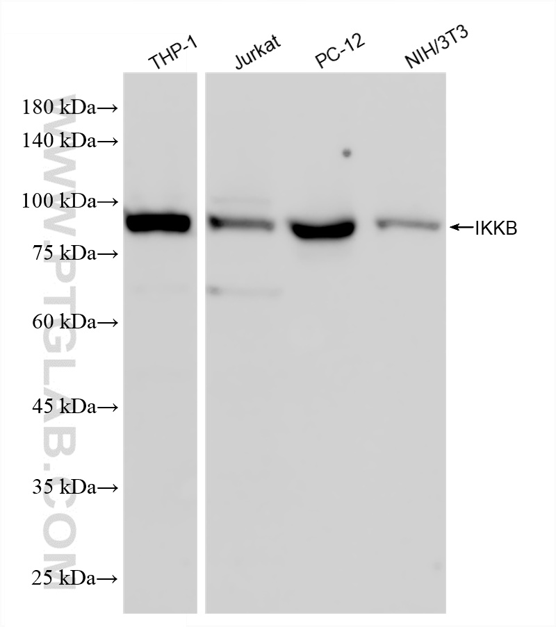 Various lysates were subjected to SDS PAGE followed by western blot with 81370-2-RR (IKKB antibody) at dilution of 1:2000 incubated at room temperature for 1.5 hours. WB analysis using 81370-2-RR